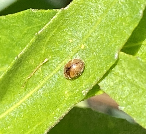 iNaturalist observation photo of Beetles