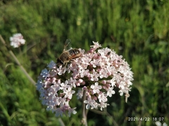 Eristalis tenax