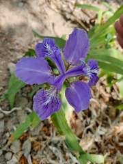 Iris tectorum