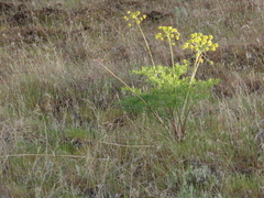 Lomatium laevigatum