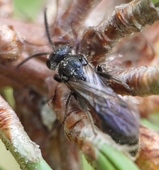 Tiphia vernalis