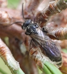 Tiphia vernalis