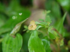 Murdannia lanuginosa