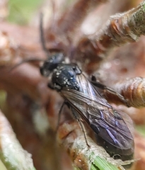 Tiphia vernalis