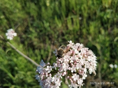 Eristalis tenax