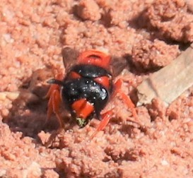 Odynerus cinnabarinus