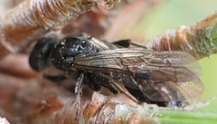 Tiphia vernalis