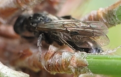 Tiphia vernalis