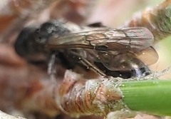 Tiphia vernalis
