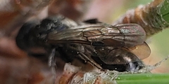 Tiphia vernalis