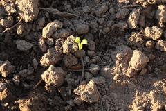 Oxalis obtriangulata