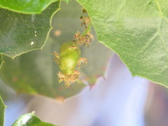 Callirhytis congregata