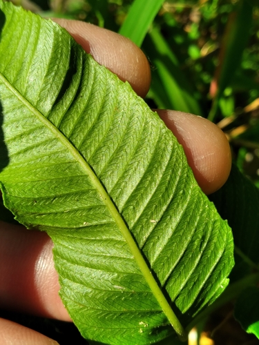 Image of Meniscium serratum by (c) Scott Ward, some rights reserved (CC BY)
