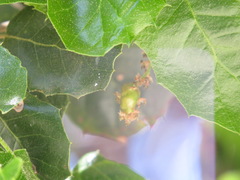 Callirhytis congregata