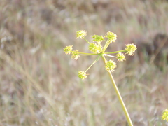 Lomatium laevigatum
