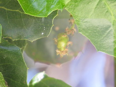 Callirhytis congregata