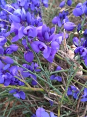 Polygala microphylla