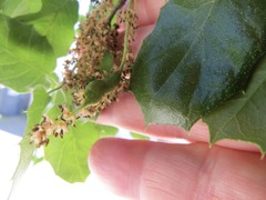 Callirhytis congregata