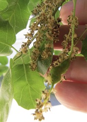 Callirhytis congregata