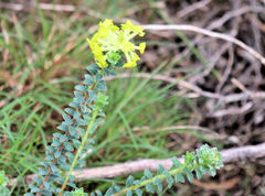 Lasiosiphon anthylloides