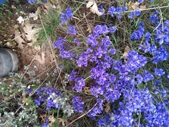 Polygala microphylla