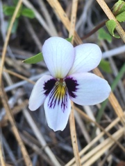 Viola cuneata