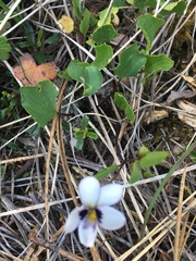 Viola cuneata