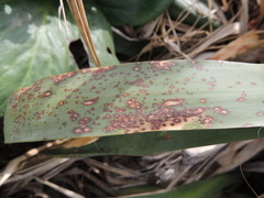 Coniothyrium concentricum