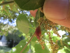 Callirhytis congregata