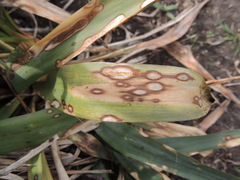 Coniothyrium concentricum