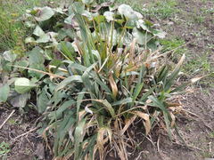 Coniothyrium concentricum