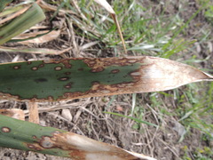 Coniothyrium concentricum