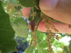 Callirhytis congregata