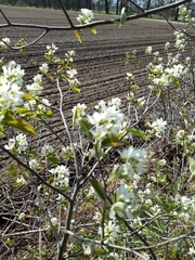 Amelanchier ovalis