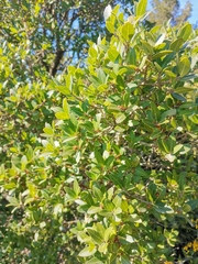 Phillyrea latifolia
