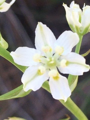 Toxicoscordion micranthum