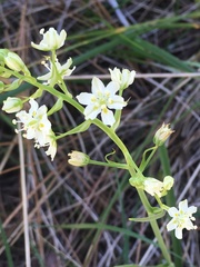 Toxicoscordion micranthum