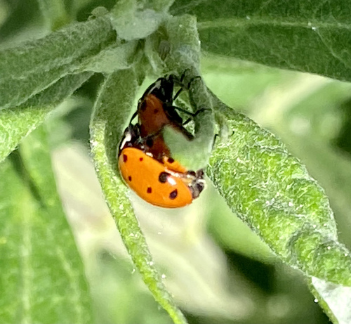 iNaturalist observation photo of Convergent Lady Beetle