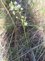 Toxicoscordion micranthum