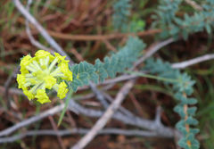 Lasiosiphon anthylloides