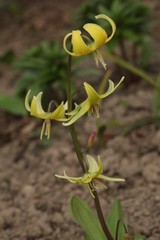 Erythronium tuolumnense