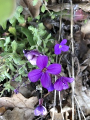 Aubrieta deltoidea