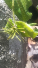 Homollea