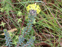 Lasiosiphon anthylloides