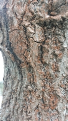 Trentepohlia umbrina