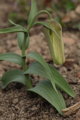 Fritillaria pallidiflora