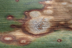 Coniothyrium concentricum