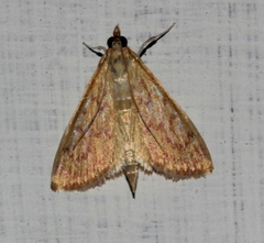 Ecpyrrhorrhoe damastesalis