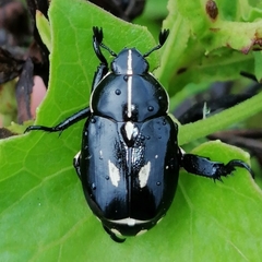 Rutela