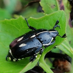 Rutela